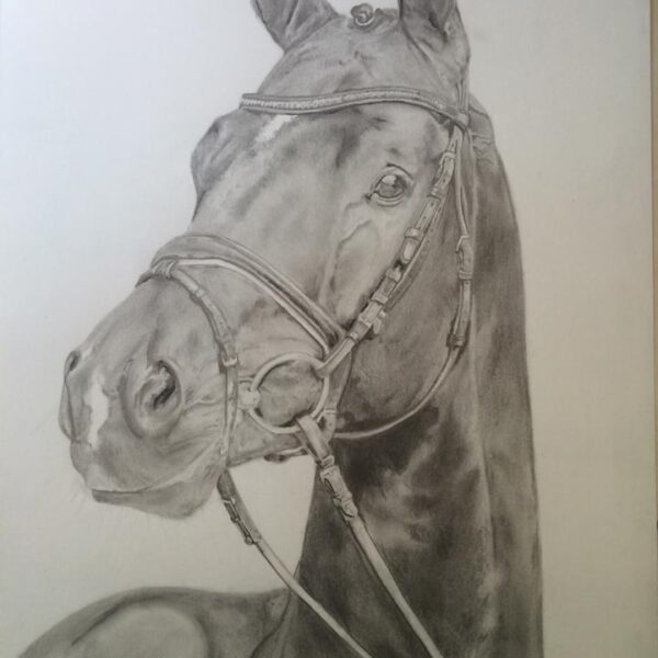 Graphites - portrait cheval - art équin - dessin chevaux - totilas -