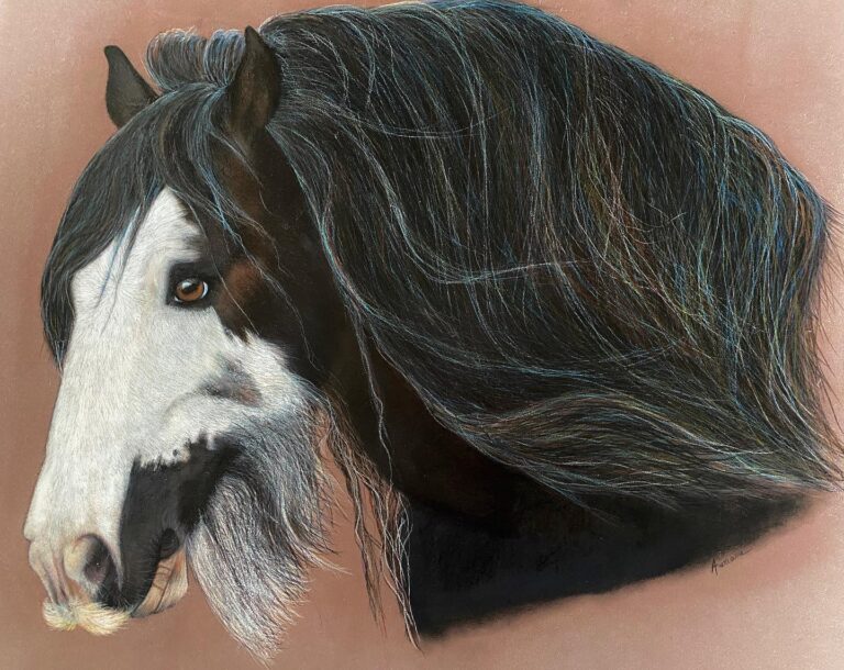 Irish cob , peinture animaliere