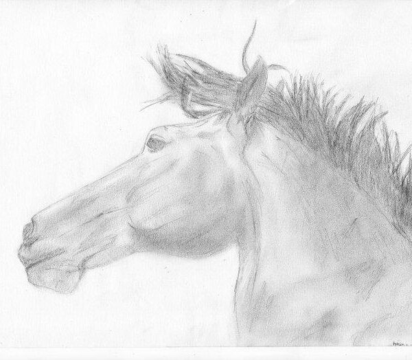 Portrait sur commande Artiste peintre animalier