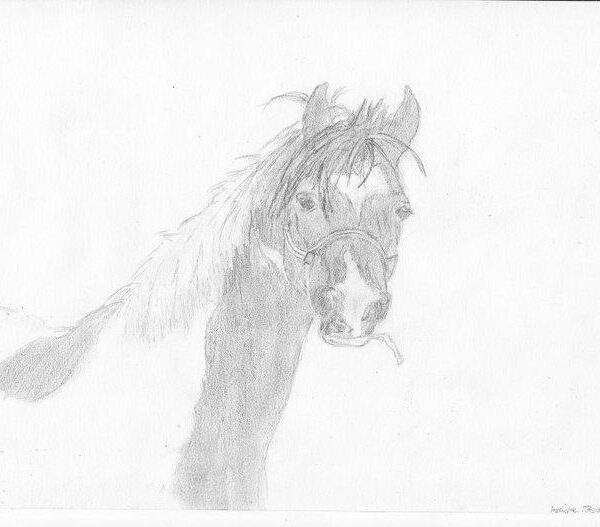 Portrait cheval sur commande