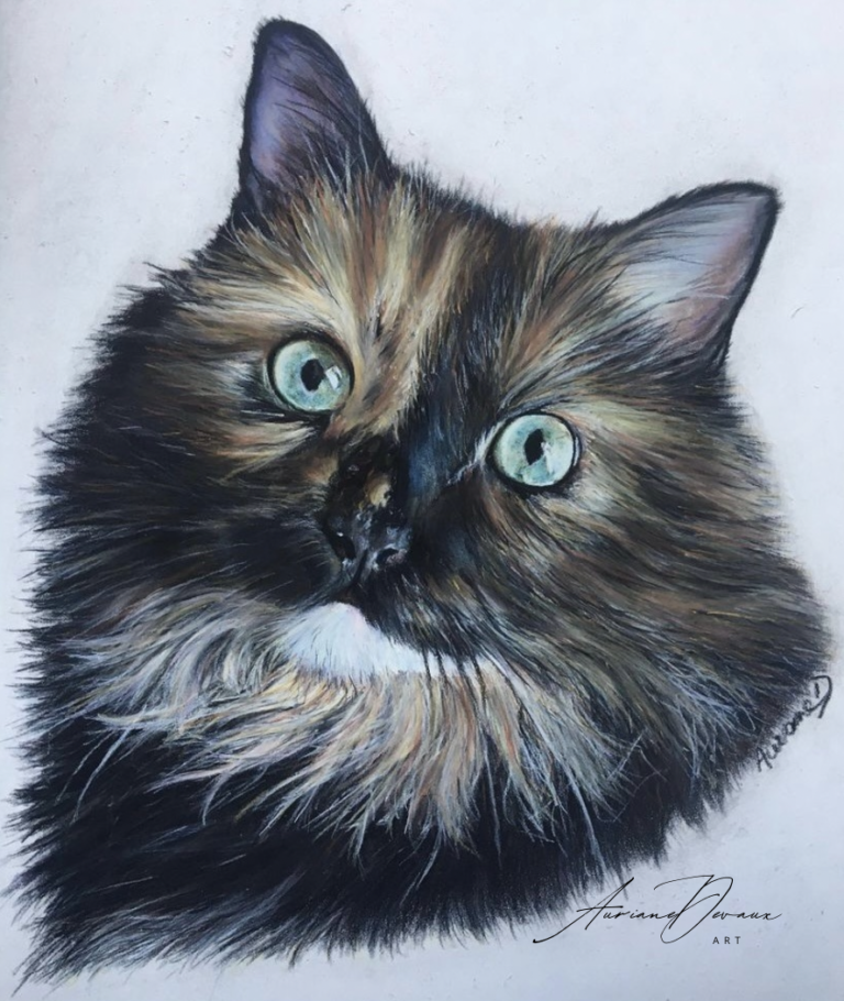 Galerie portrait animalier chat