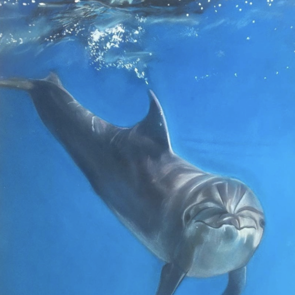 Galerie peinture animalière , dessin dauphin , art animalier