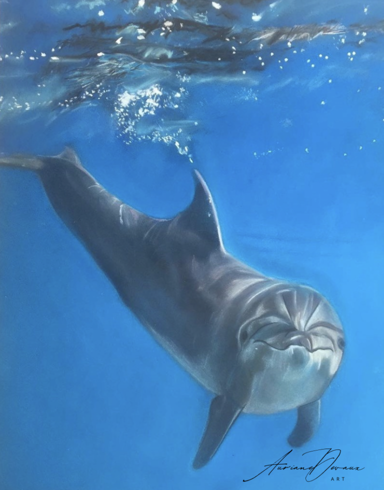Galerie peinture animalière , dessin dauphin
