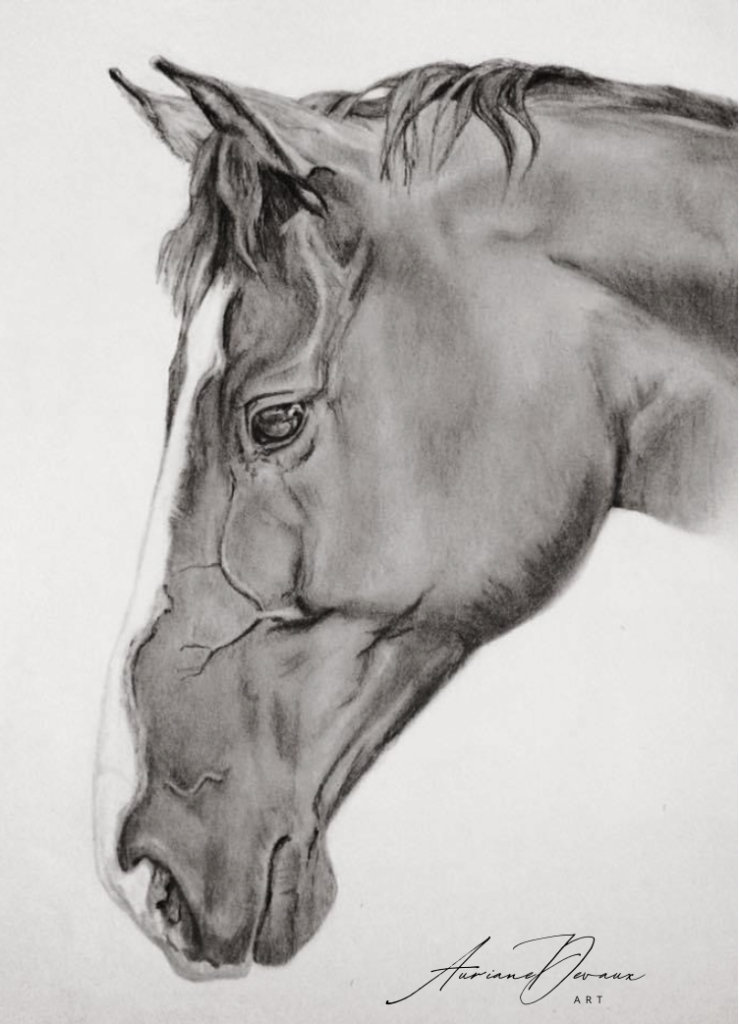 Commandes aux graphites cheval portrait hommage