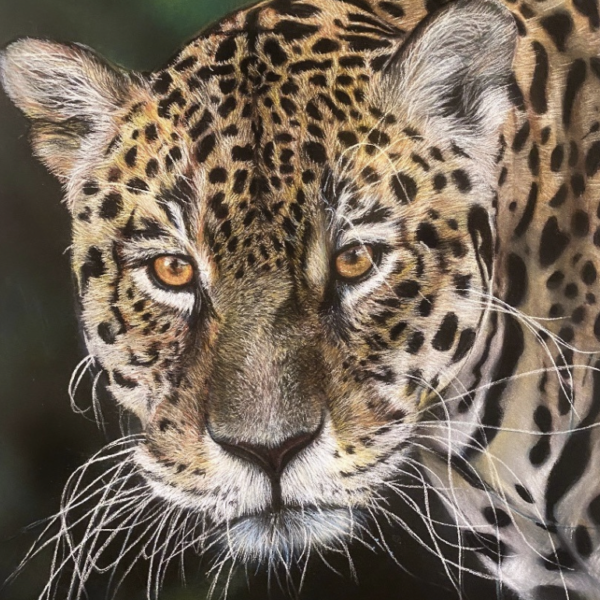 boutique - Jaguar pastels secs commandes portrait animaux art animalier faune sauvage