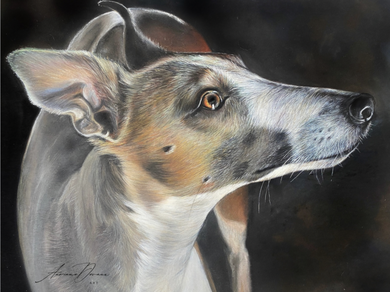 Galerie , peinture animaliere , Pastels Secs , whippet