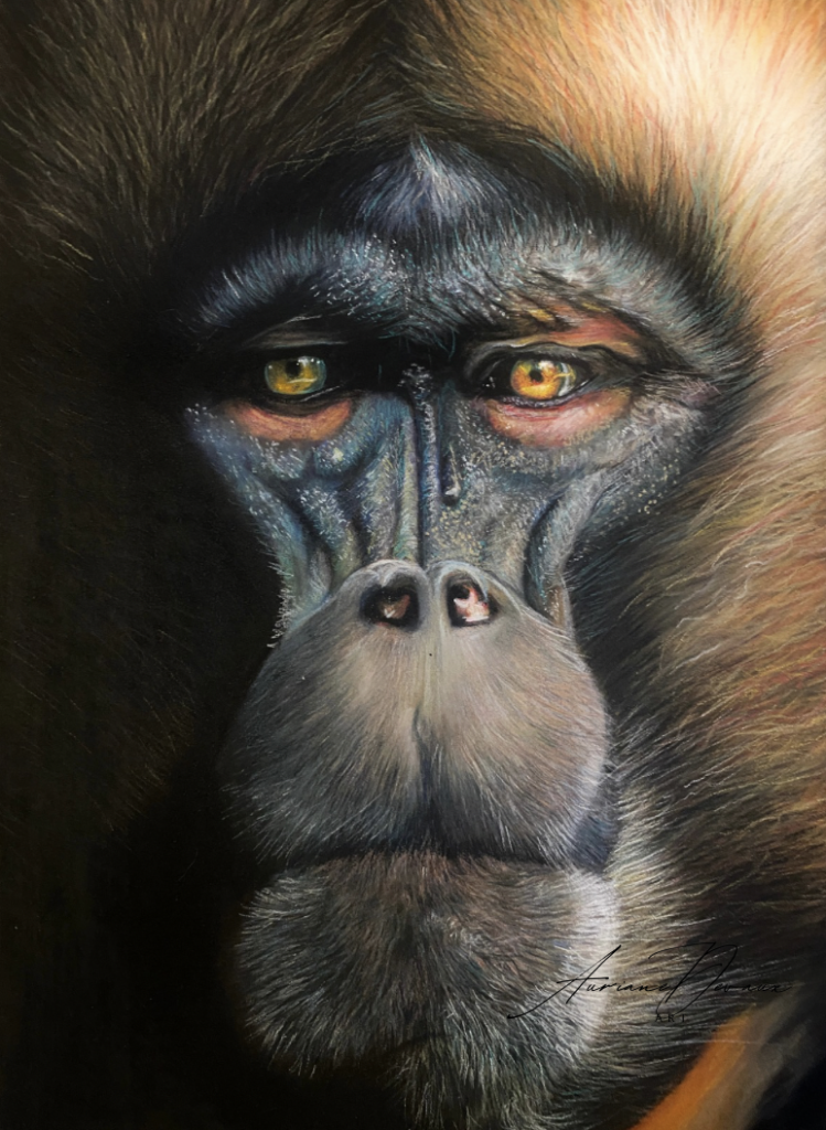 Babouin Gelada aux pastels secs , Artiste Peintre, Pastels Secs, Œuvres d'Art, Portraits Animaliers, Peinture Réaliste, Techniques de Pastel, Art Contemporain, Artiste Française, Expositions d'Art, Galerie en Ligne, Achat d'Art, Art à Vendre, Peintures sur Pastelmat, Art au Pastel, Art Inspiré par la Nature, Peintre Professionnelle, Art Original, Créations Artistiques, Illustrations d'Animaux, Art et Passion.