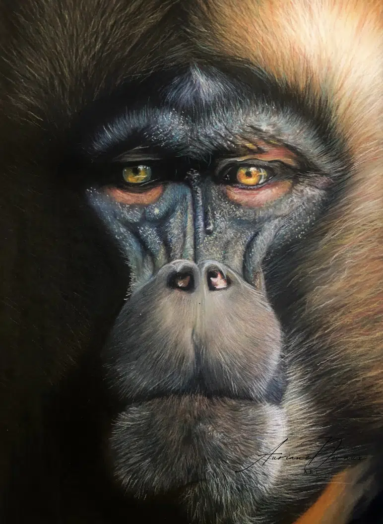 Babouin Gelada aux pastels secs , portrait animalier sur commande , art animalier , portrait animal personnalisable