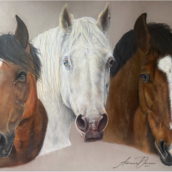 Galerie commande portrait chevaux , hommage cheval , pastels secs cheval Portrait cheval sur commande