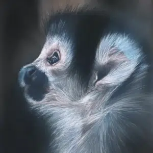 Saïmiri