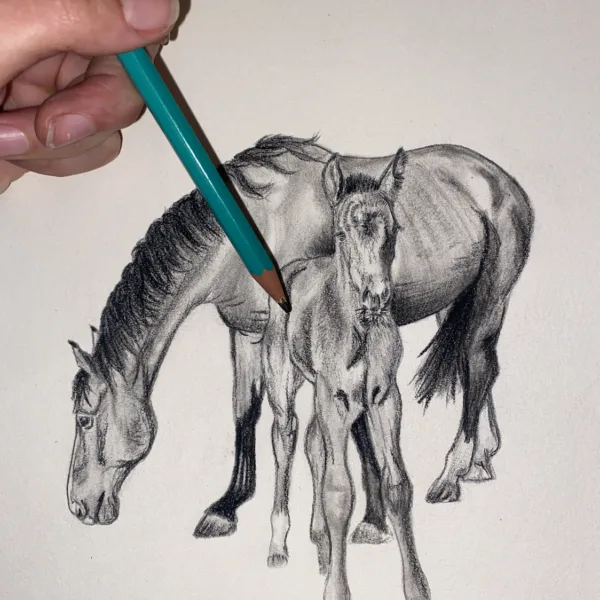 contact Auriane Devaux Portrait cheval sur commande Boutique art animalier , portrait animalier. sur commande , portrait animal personnalisable , pastels secs animal , art animalier
