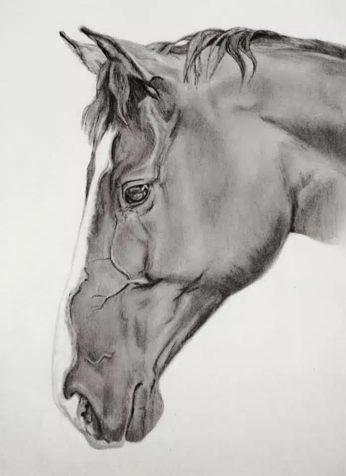 Portrait cheval sur commande
