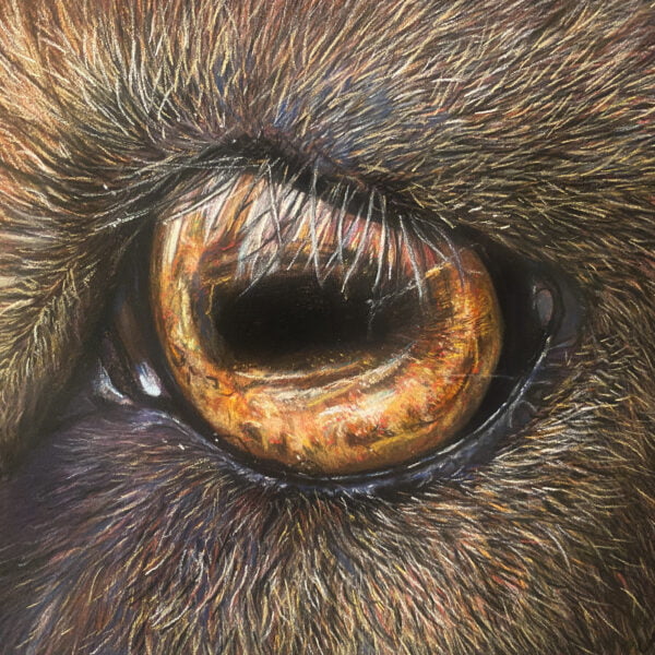 Portrait oeil de chèvre , portrait animal