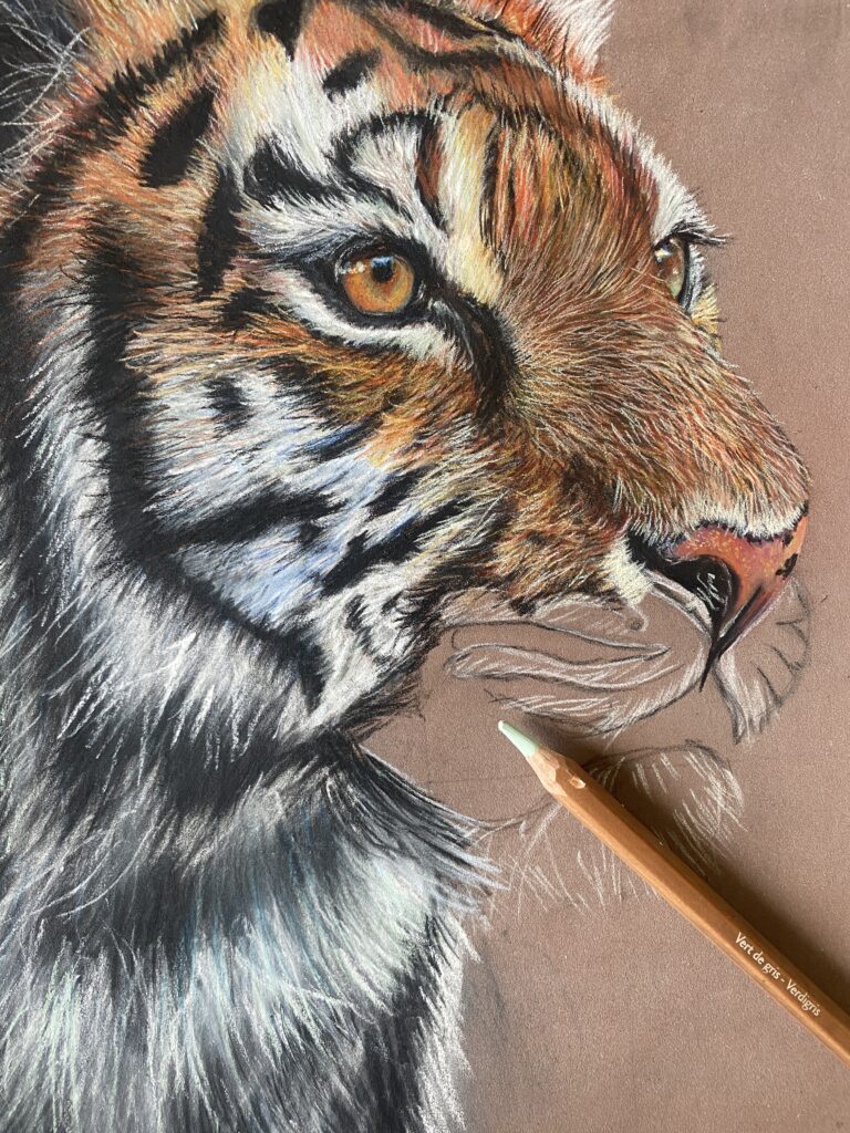 Pastels secs - technique - Art animalier