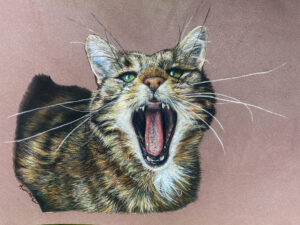 portrait animalier chat Pastels secs