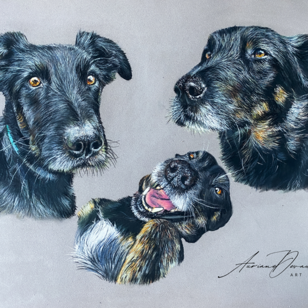 Pastel animalier chien pastel , art animalier
