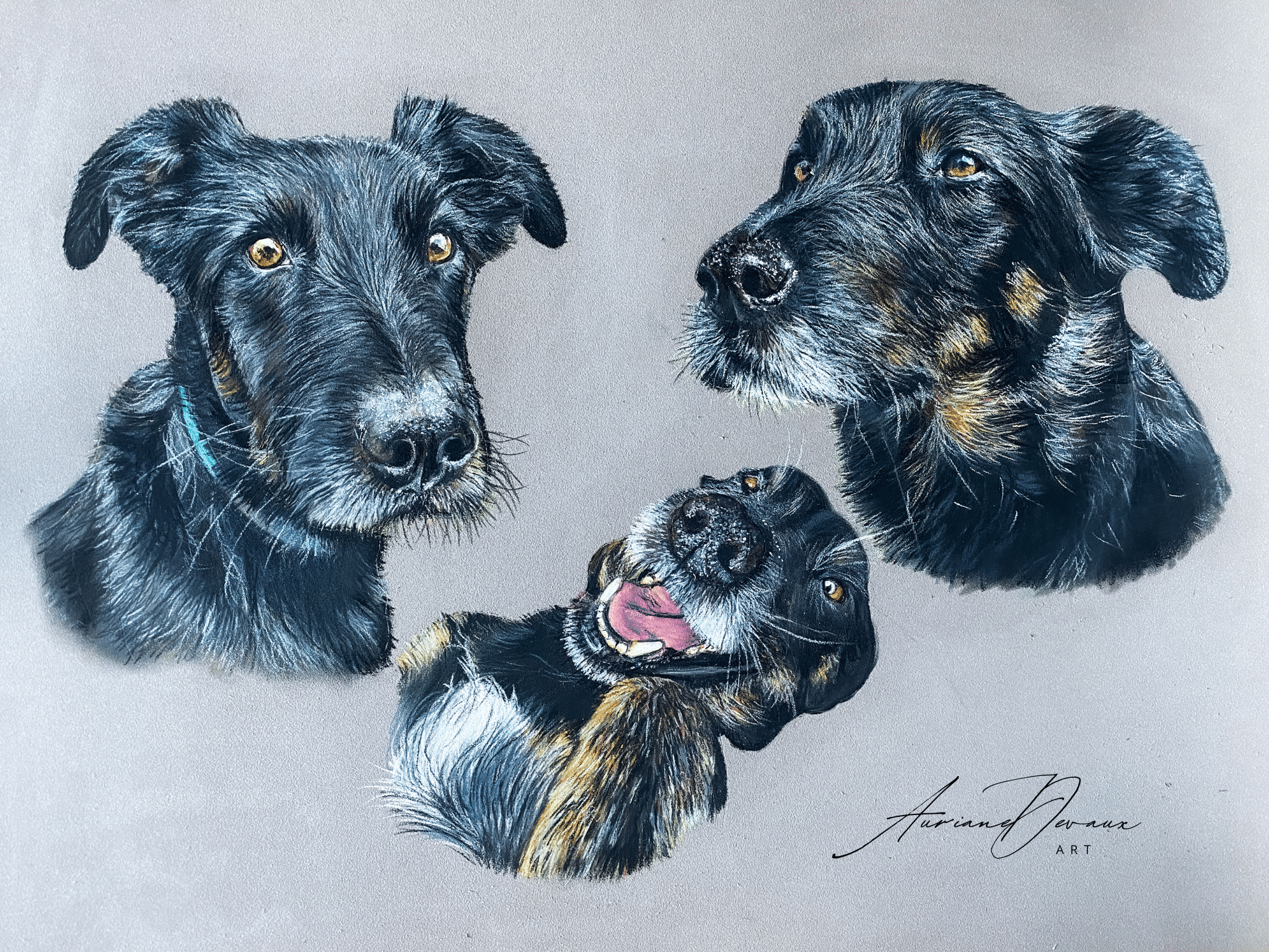 Pastel animalier chien pastel art animalier