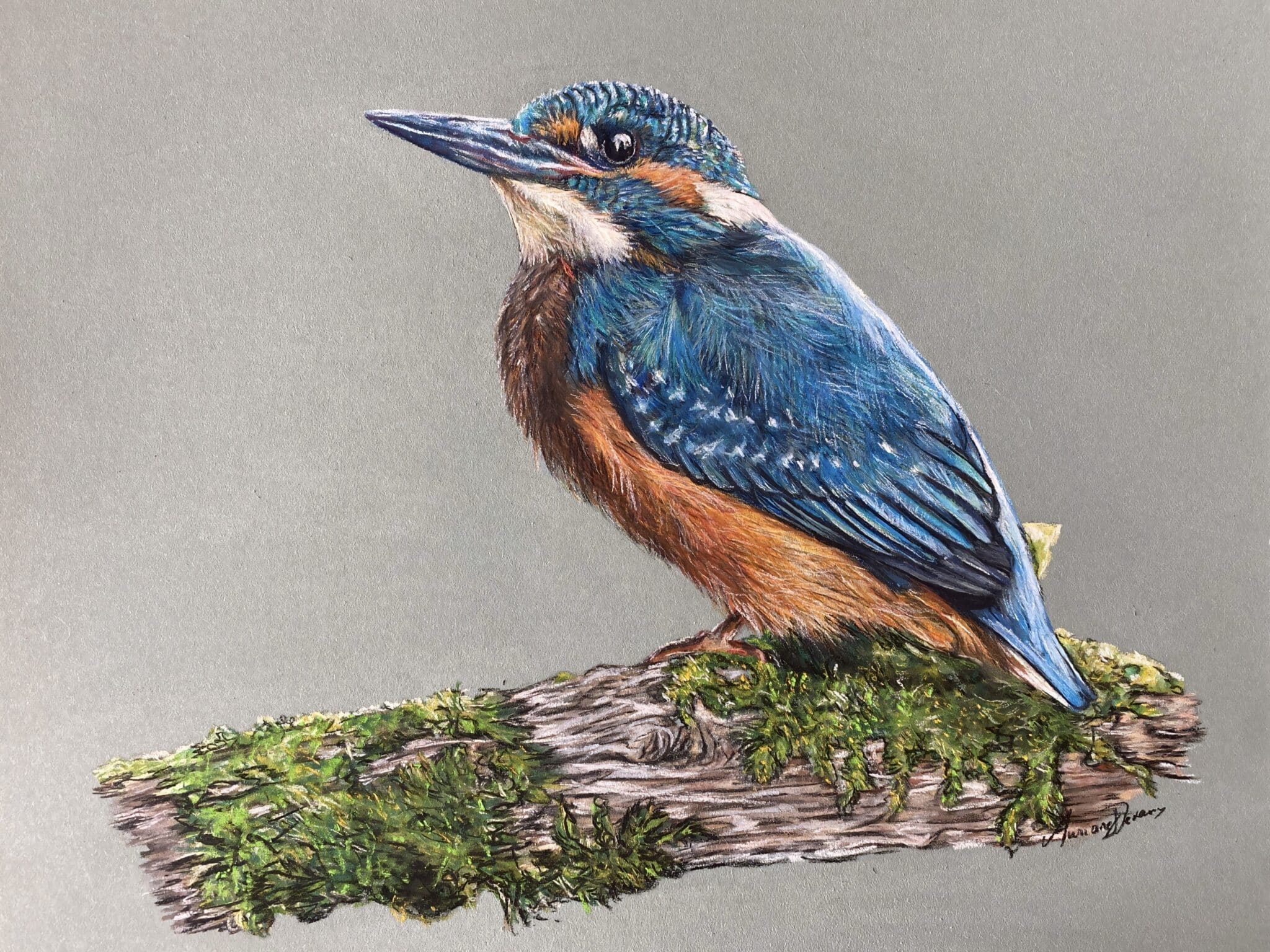 animal totem : martin pécheur