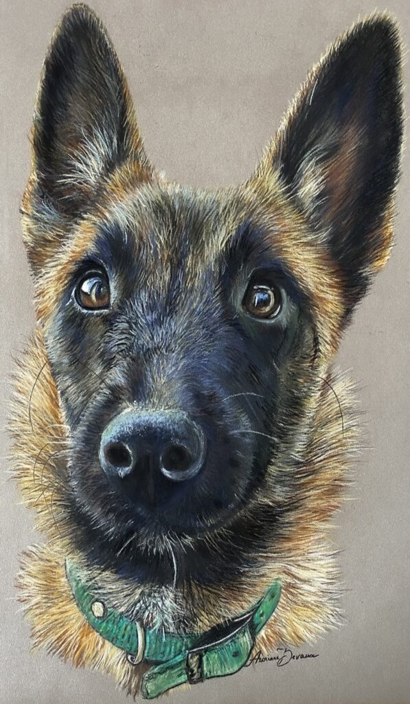 chien , art animalier , pastel sec, malinois