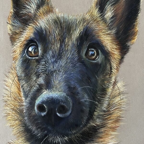 chien , art animalier , pastel sec, malinois