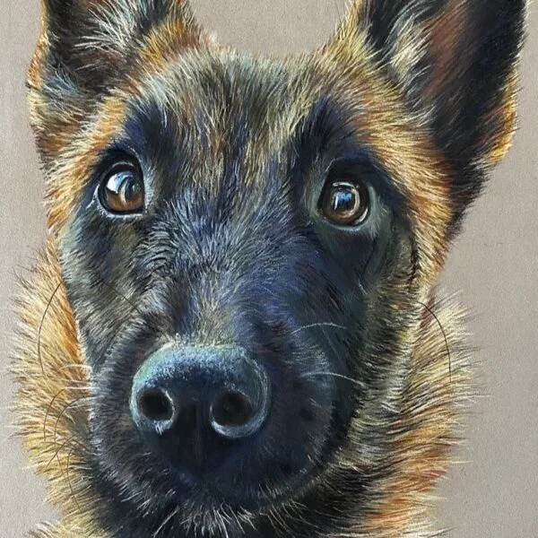 chien , art animalier , pastel sec, malinois