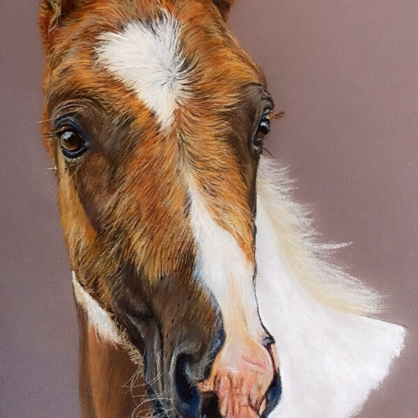 portrait animalier cheval , Portrait animalier sur commande