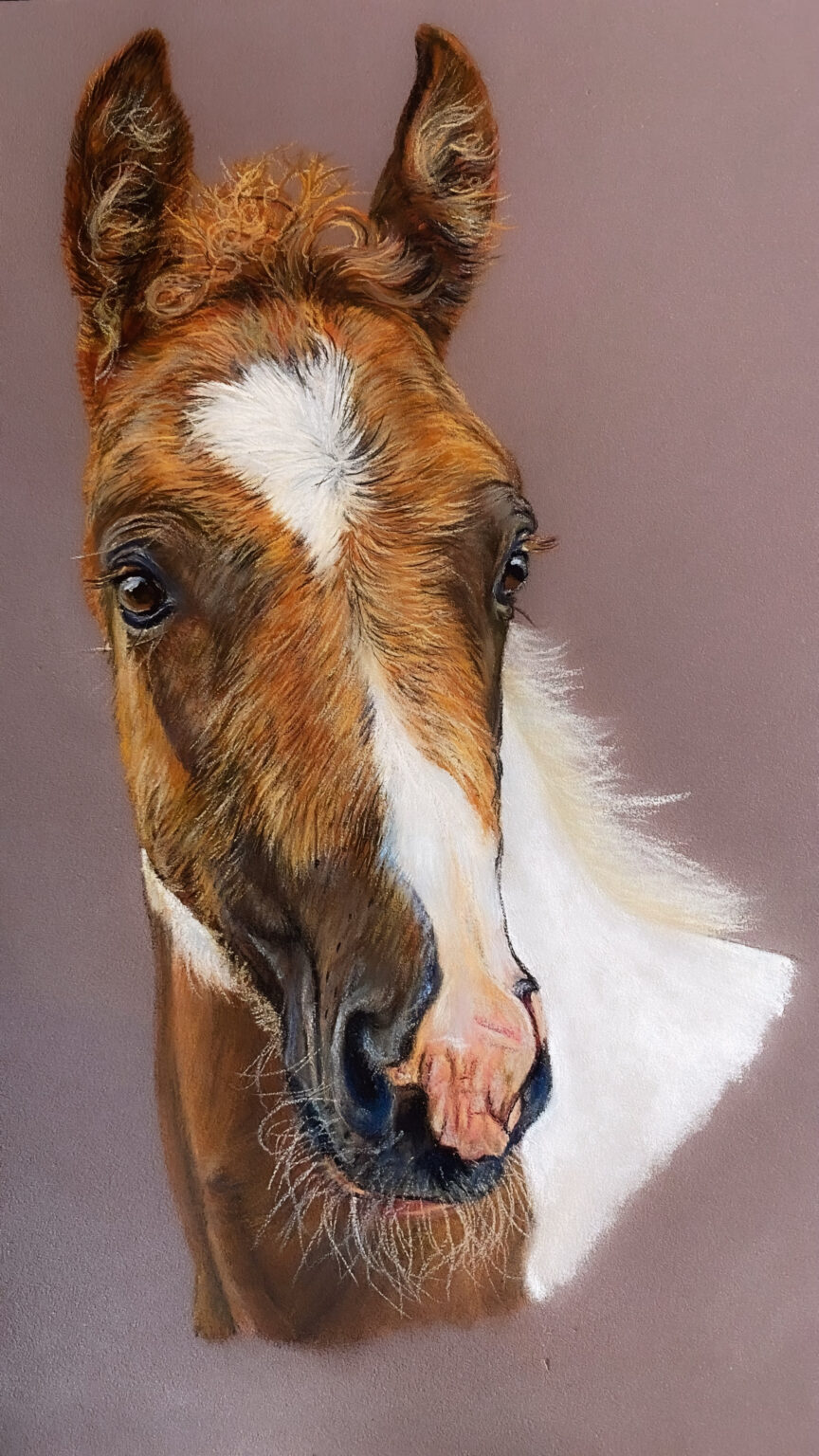 portrait animalier cheval , Portrait animalier sur commande