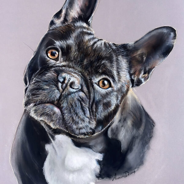 Pastel animalier chien , art animalier , bouledogue français , noholito, Portrait animalier sur commande