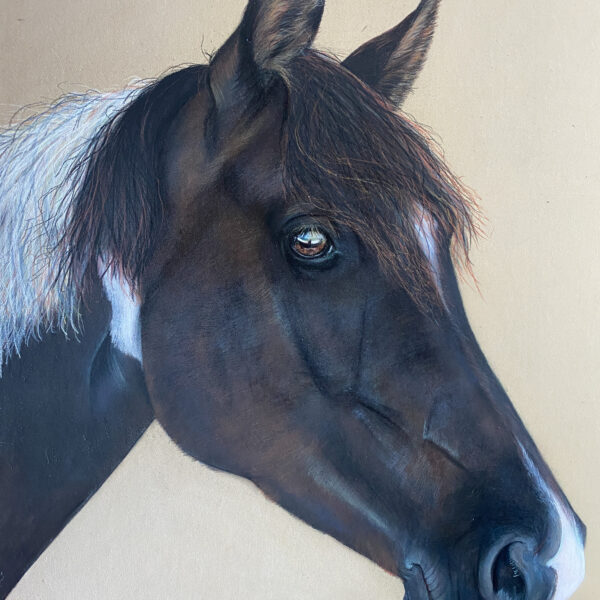 Portrait animalier sur commande personnalisé cheval, portrait animalier cheval