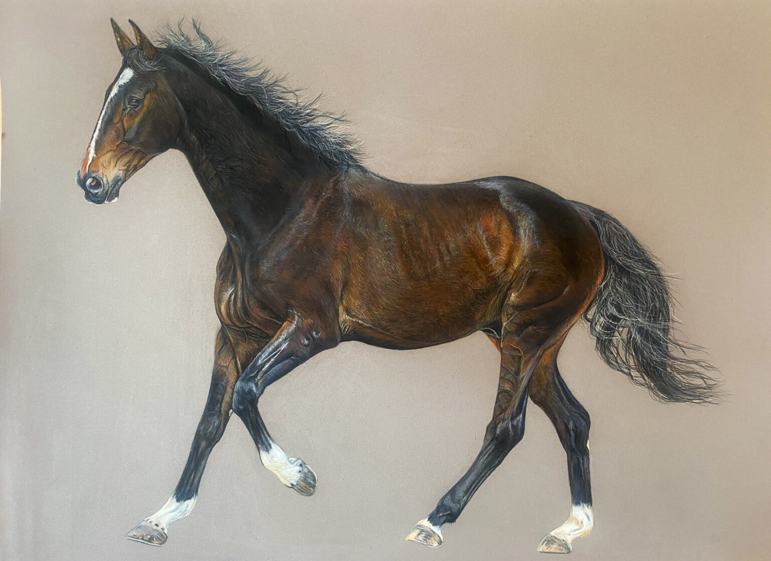 cheval, selle français