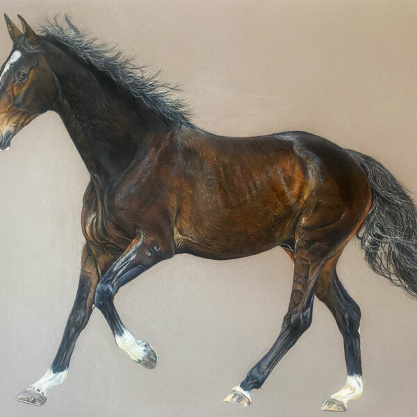 cheval, selle français
