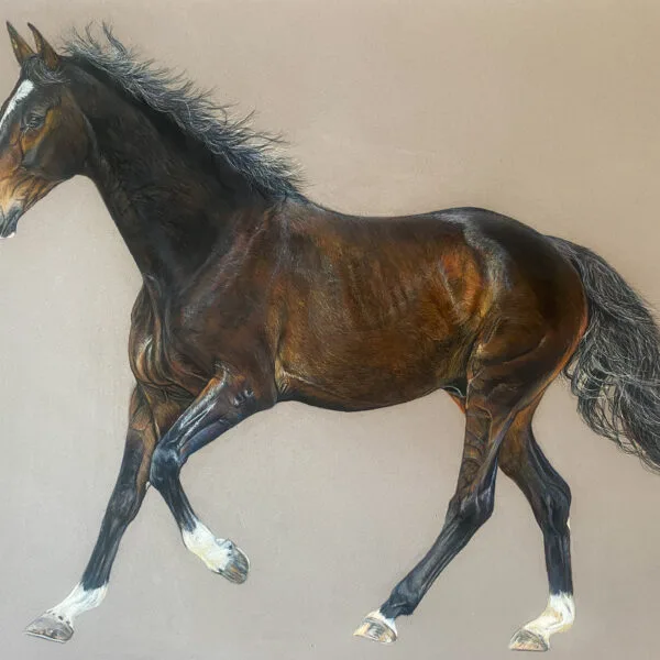 cheval, selle français