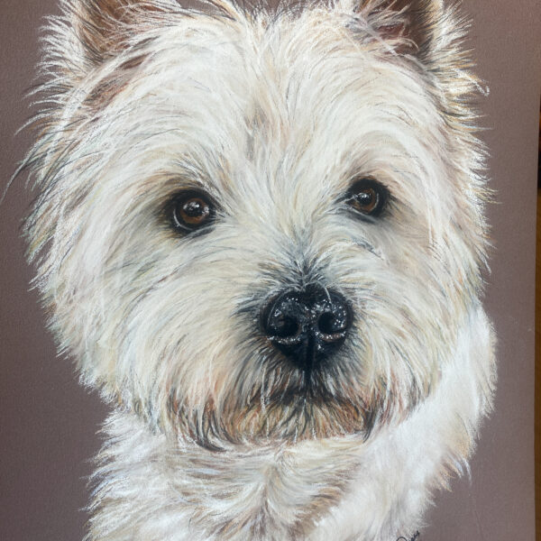 chien pastel sec westie , art animalier ,