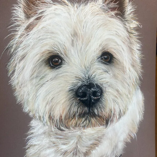 chien pastel sec westie , art animalier ,
