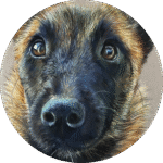 Portrait animalier sur commande , malinois