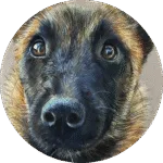 Portrait animalier sur commande , malinois
