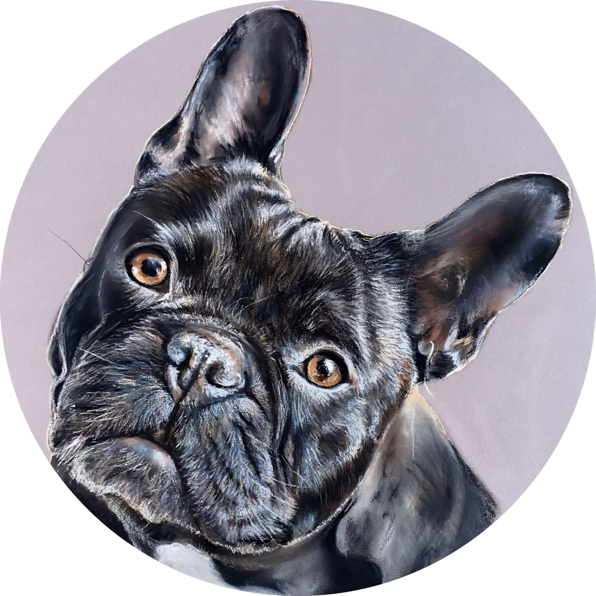 bouledogue français , Pamela noholito