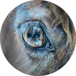 Portrait animalier sur commande