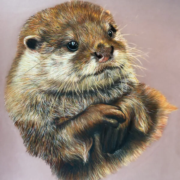 Loutre des mers , pastels secs , portrait animalier art animalier