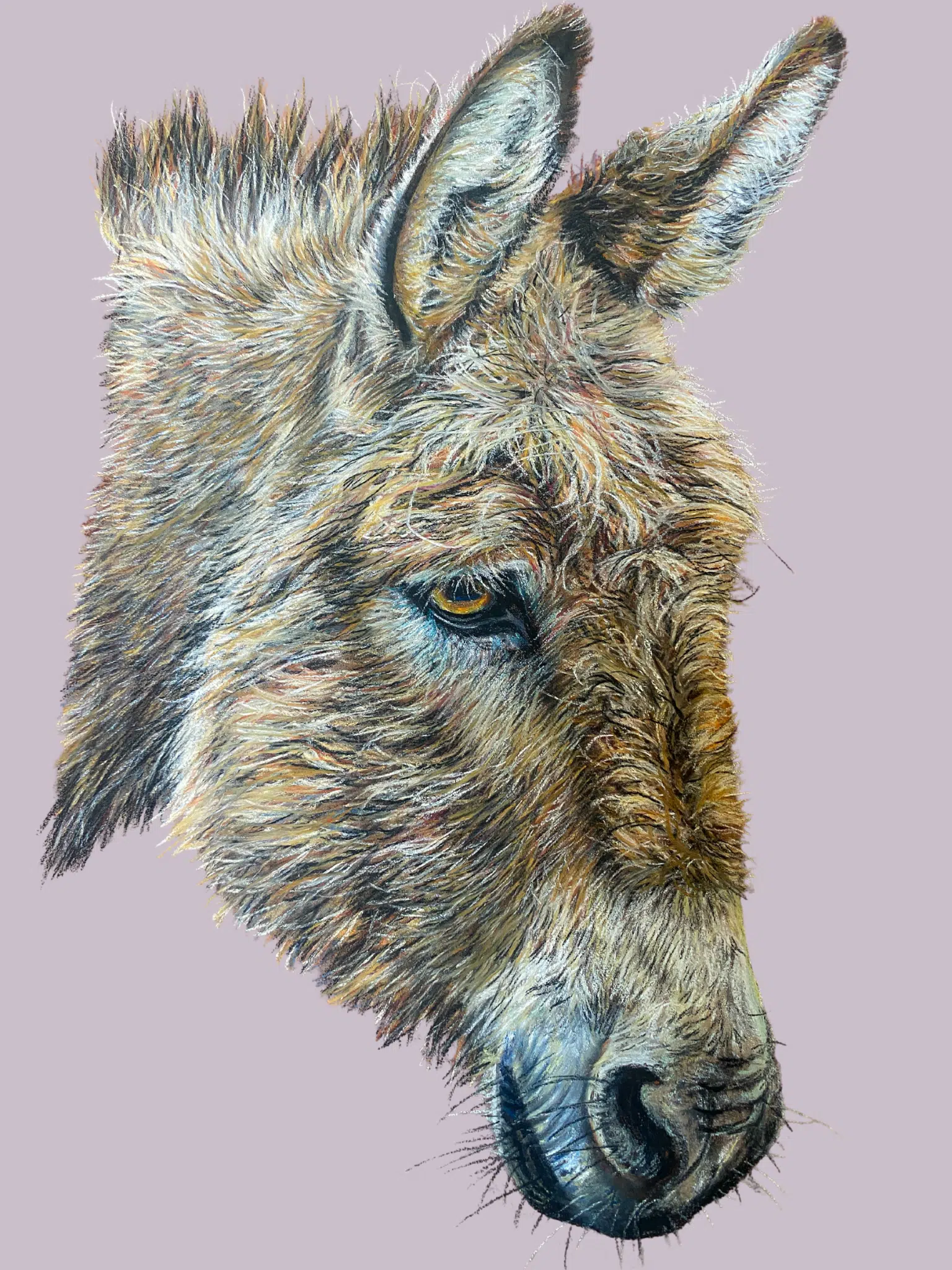 ane gris