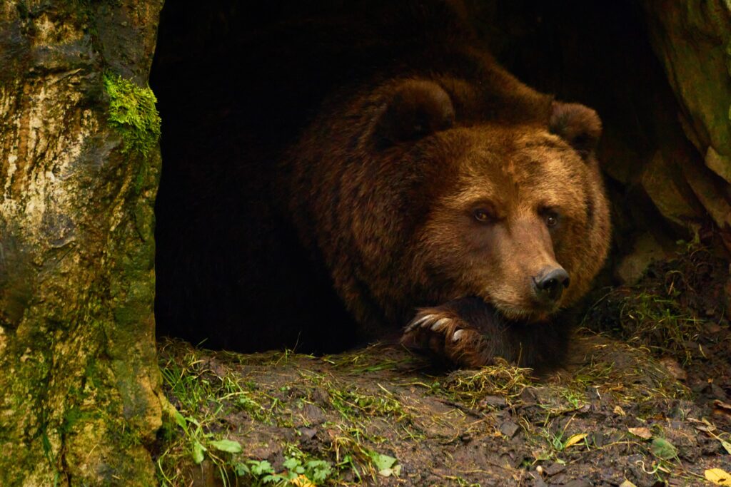 animal totem ours brun