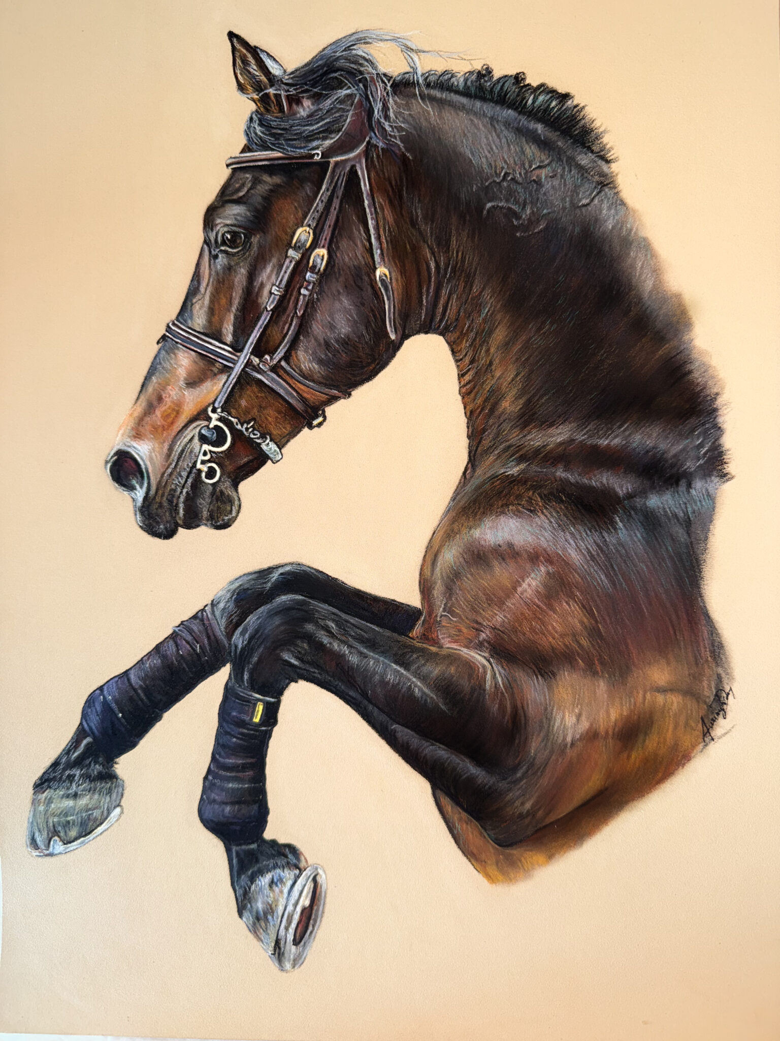 Homer de muze , jumping horse , cheval