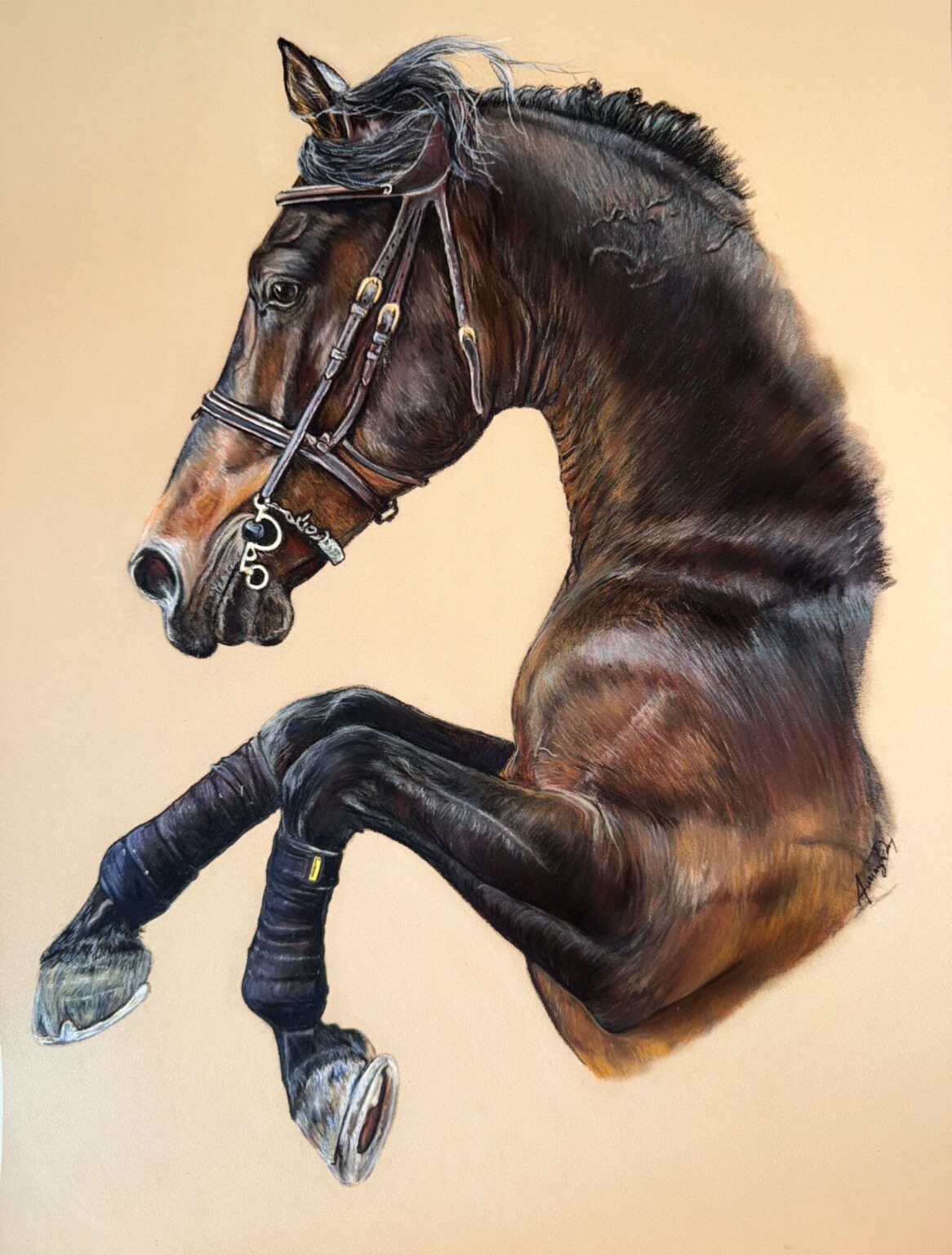 Homer de muze , jumping horse , cheval